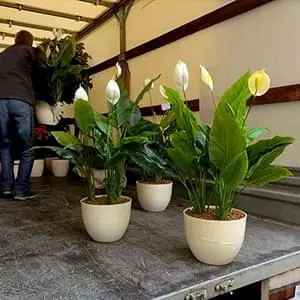 Аккуратная перевозка саженцев и деревьев с опытными грузчиками Упаковка и доставка саженцев по Жуковскому и области
