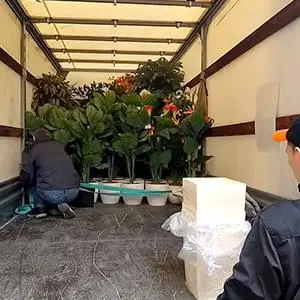 Безопасная перевозка саженцев и деревьев с грузчиками Качественная перевозка саженцев и кустов на Газели по Жуковскому